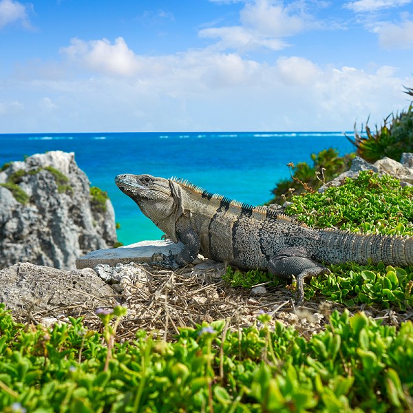 cancun wildlife tours